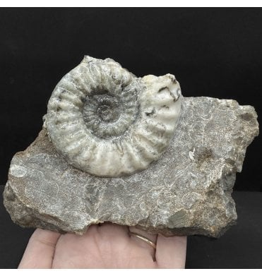 British Lower Lias, Lower Jurassic Ammonite from Scunthorpe, England (SKU A4709):- Aegasteroceras saggitarium