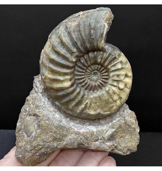 British Lower Lias, Lower Jurassic Ammonite from Scunthorpe, England (SKU A4781):- Aegasteroceras saggitarium