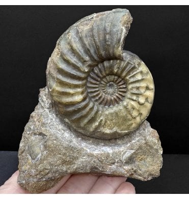 British Lower Lias, Lower Jurassic Ammonite from Scunthorpe, England (SKU A4781):- Aegasteroceras saggitarium