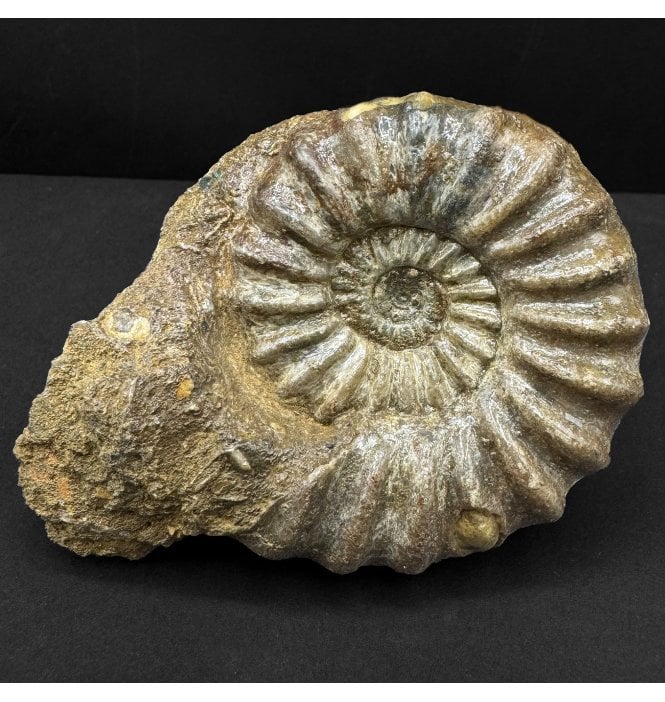 British Lower Lias, Lower Jurassic Ammonite from Scunthorpe, England (SKU A4837):- Aegasteroceras saggitarium