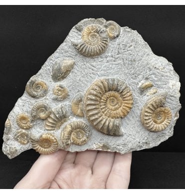 British Lower Lias, Lower Jurassic Calcite Ammonite Cluster from Charmouth, Dorset, England (SKU A4844):- Arnioceras semicostoides