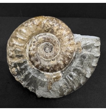 British Lower Lias, Lower Jurassic Calcite Ammonite from Charmouth, Dorset, England (SKU A4883):- Xipheroceras cf. fila