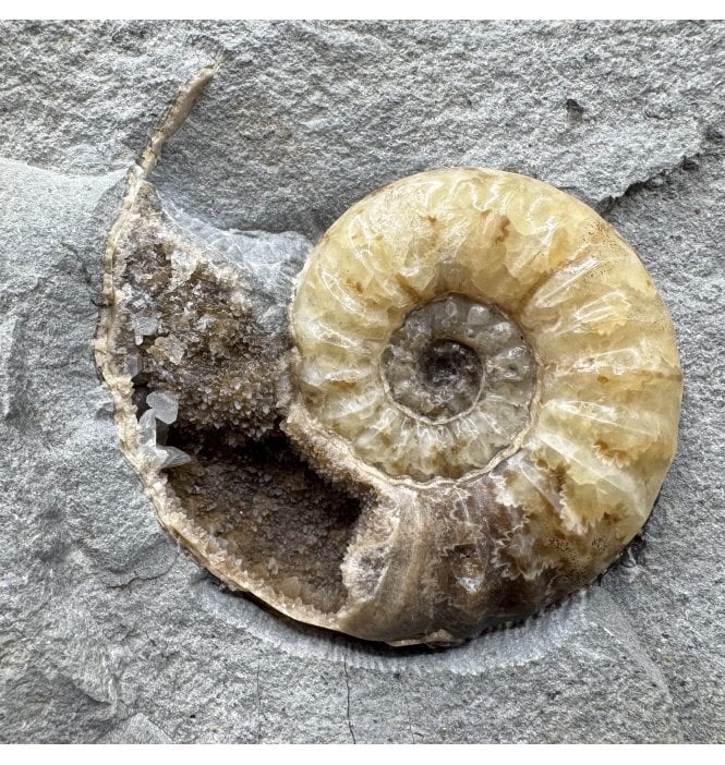 British Lower Lias, Lower Jurassic Calcite Ammonite from Charmouth, Dorset, England (SKU A5003):- Asteroceras obtusum