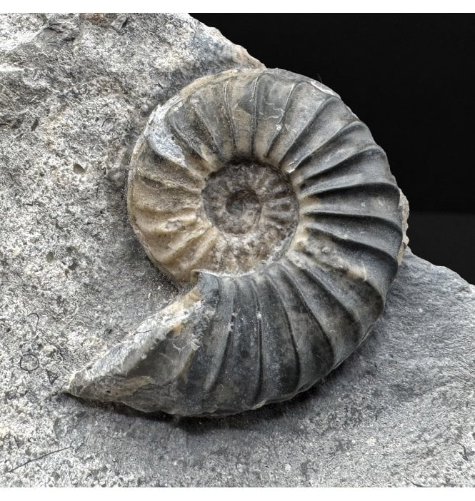 British Lower Lias, Lower Jurassic Calcite from Charmouth, Dorset, England (SKU A4867):- Caenisites turneri