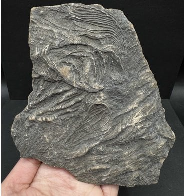 British Lower Lias, Lower Jurassic, Crinoid Cluster from Charmouth, Dorset, England (SKU OF3370):- Pentacrinites fossilis