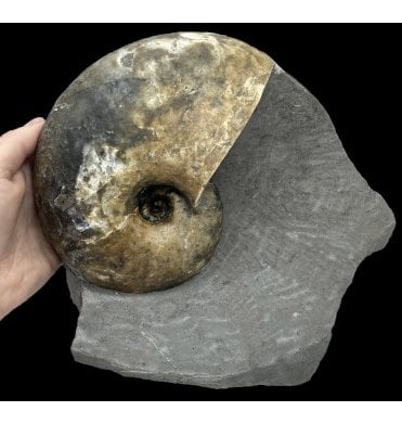 British Lower Lias, Lower Jurassic, Nautilus from Monmouth Beach, Lyme Regis, Dorset, England (SKU OF2169):- Cenoceras cf. obesum