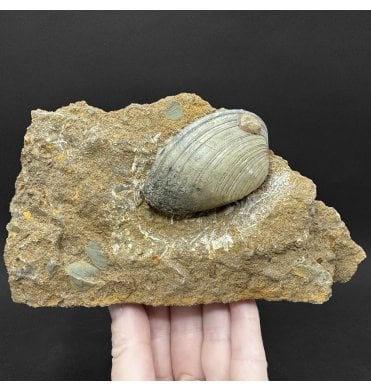 British Lower Lias, Lower Jurassic Shell Cluster from Scunthorpe, England (SKU OF4478):- Cardinia giganteum