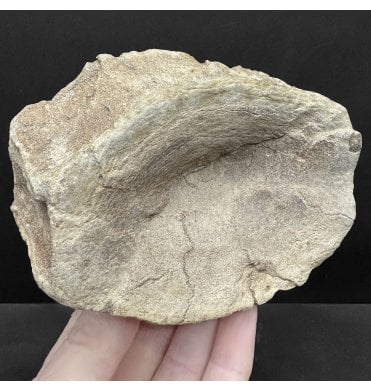 British Middle Jurassic Ichthyosaurus Vertebra from Peterborough, Cambridgeshire, England (SKU V8534) AW46:- Opthalmosaurus icenicus
