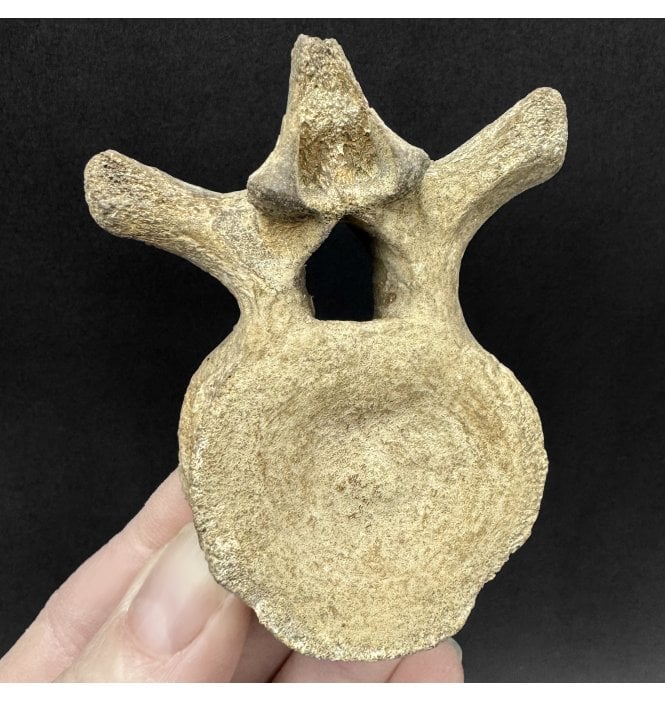 British Middle Jurassic Plesiosaurus Vertebra from Peterborough, Cambridgeshire, England (SKU V9342) AW80:- Cryptocleidus eurymerus