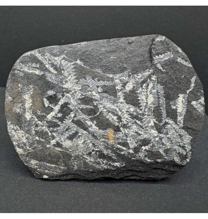 British Ordovician Graptolite Cluster from Abereiddy Bay, Wales (SKU OF3640):- Didymograptus murchisoni