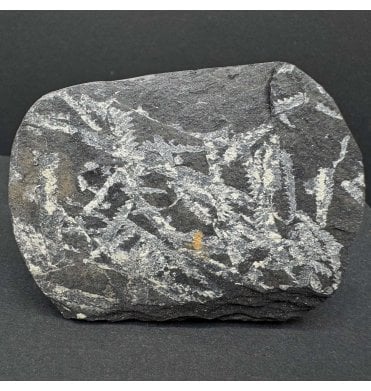 British Ordovician Graptolite Cluster from Abereiddy Bay, Wales (SKU OF3640):- Didymograptus murchisoni