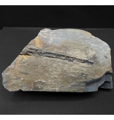 British Ordovician Hyolithoid (Calyptopomatid) from Hope Shales, Shropshire (SKU OF4012)