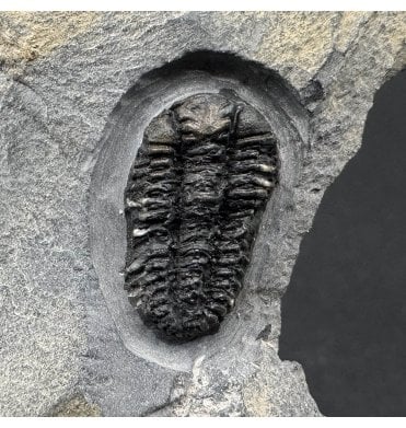 British Ordovician Trilobite from Hope Shales, Shropshire, England (SKU T1288):- Placoparia cambriensis