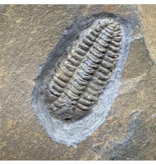 British Ordovician Trilobite from Hope Shales, Shropshire, England (SKU T1504):- Placoparia cambriensis