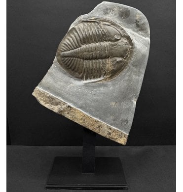 British Ordovician Trilobite On Bespoke Stand from Builth Wells, Wales (SKU T1521):- Ogyginus corndensis