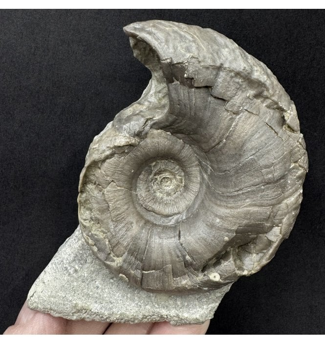British Silurian Gastropod from Wenlock Edge, Shropshire, England (SKU OF4404):- Poleumita discors