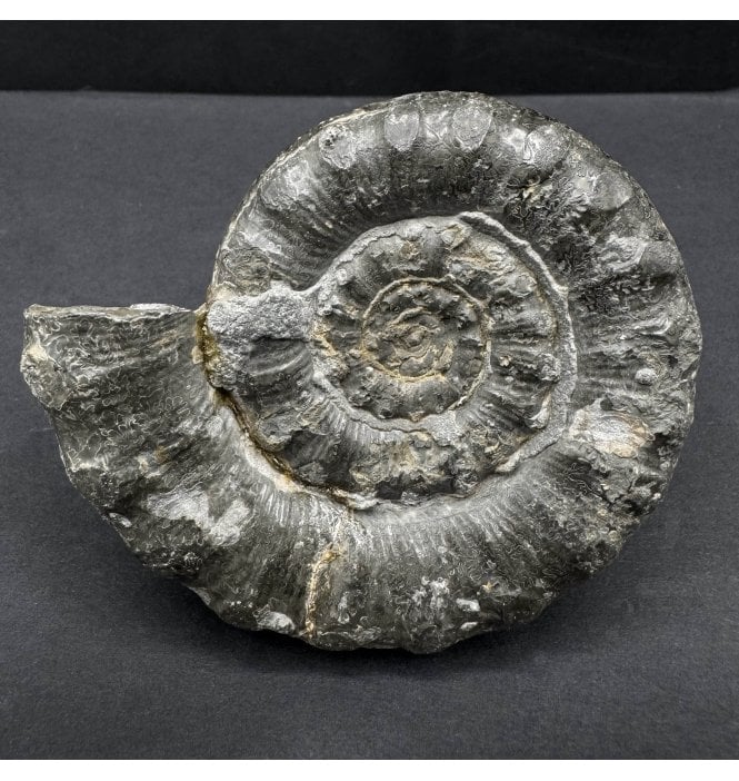 British Spiny Lower Lias, Lower Jurassic Pyritised Ammonite from Charmouth, Dorset, England (SKU A4535):- Eteoderoceras (Eoderoceras) obseum