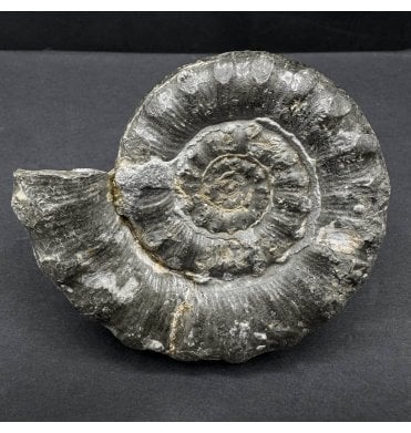 British Spiny Lower Lias, Lower Jurassic Pyritised Ammonite from Charmouth, Dorset, England (SKU A4535):- Eteoderoceras (Eoderoceras) obseum