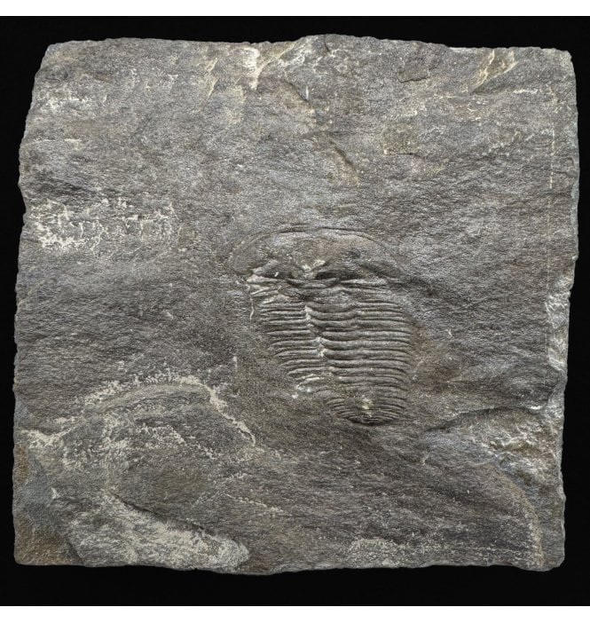 British Upper Cambrian Trilobite from Dolgellau, North Wales (SKU T1496):- Olenus cataractes