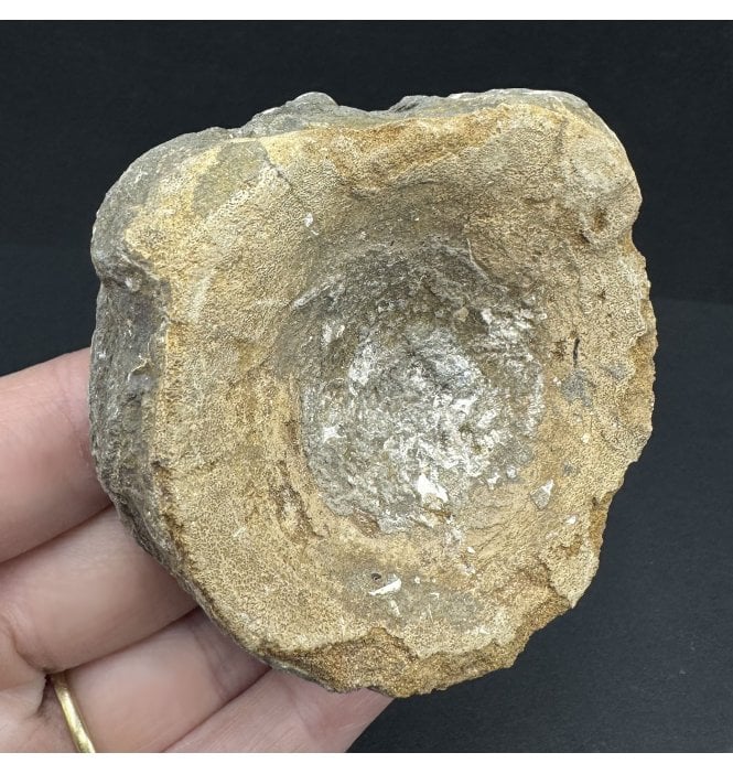 British Upper Jurassic Ichthyosaurus Vertebra from Oxfordshire, England (SKU V7450):- Brachypterigus cf. extremis