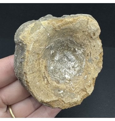 British Upper Jurassic Ichthyosaurus Vertebra from Oxfordshire, England (SKU V7450):- Brachypterigus cf. extremis