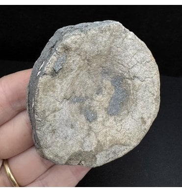 British Upper Jurassic Ichthyosaurus Vertebra from Oxfordshire, England (SKU V7451):- Brachypterigus cf. extremis