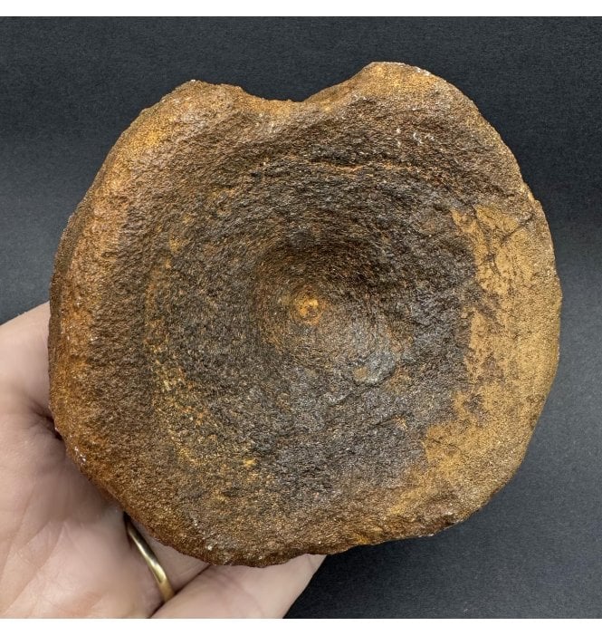 British Upper Jurassic Ichthyosaurus Vertebra from Oxfordshire, England (SKU V7883):- Brachypterigus cf. extremis