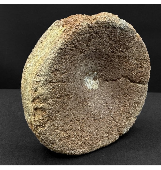 British Upper Jurassic Ichthyosaurus Vertebra from Oxfordshire, England (SKU V8873):- Brachypterigus cf. extremis