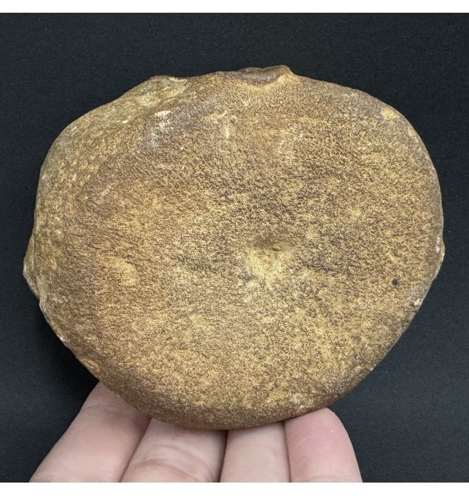 British Upper Jurassic Pliosaurus Vertebra from Oxfordshire, England (SKU V6811):- Stretosaurus (Pliosaurus) cf. macromerus