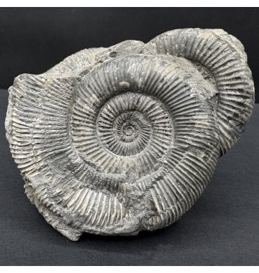 British Upper Lias, Lower Jurassic Ammonite from Scunthorpe, England (SKU A4533):- Dactylioceras (Orthodactylites) semicelatum