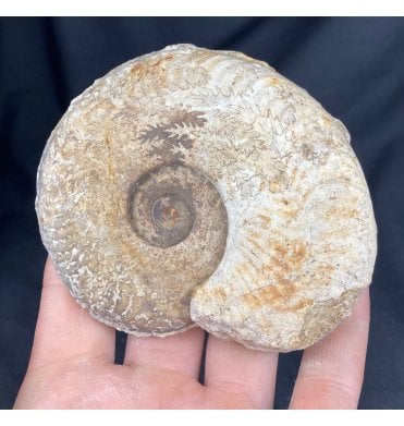 British Upper Lias, Lower Jurassic Ammonite from Somerset, England (SKU A1216):- Harpoceras serpentinium