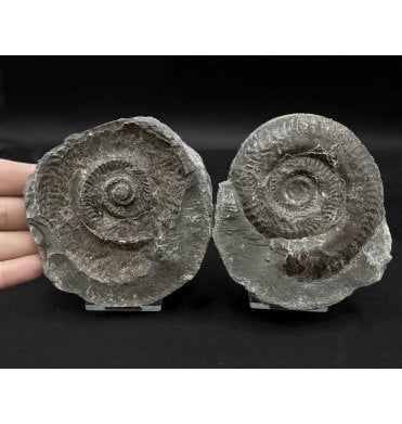 British Upper Lias, Lower Jurassic, Ammonite from Whitby, North Yorkshire, England (SKU A3307):- Hildoceras bifrons