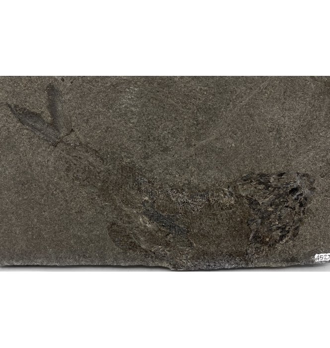 British Upper Permian Fossil Fish from Co. Durham, England (SKU V5312):- Palaeoniscus freieslebensis