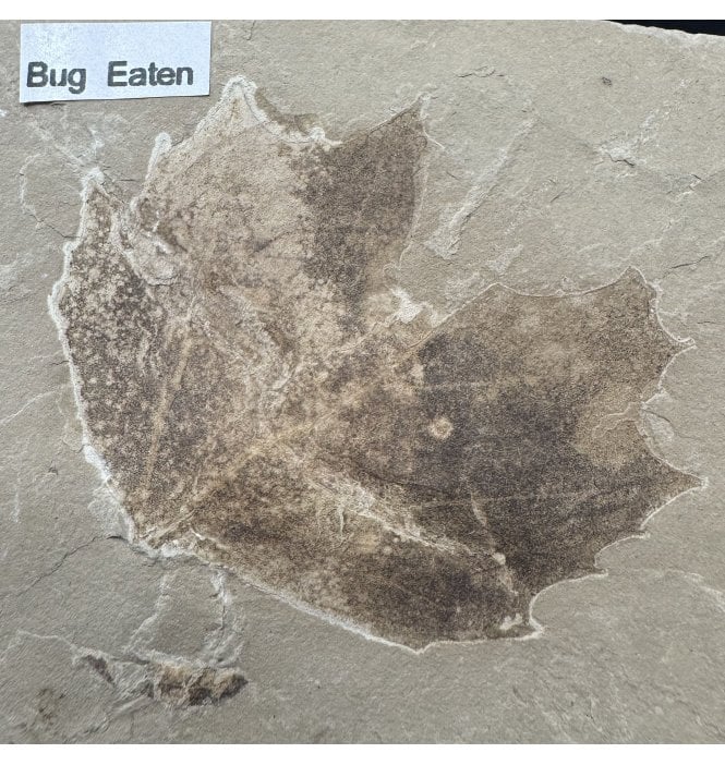 Bug Eaten Eocene Fossil Leaf from the Green River Formation, Utah, USA (SKU OF4414):- Distylium eocenica