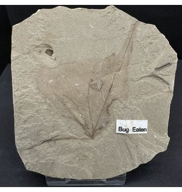 Bug Eaten Eocene Fossil Sycamore Leaf from the Green River Formation, Utah, USA (SKU OF3924):- Platanus wyomingensis