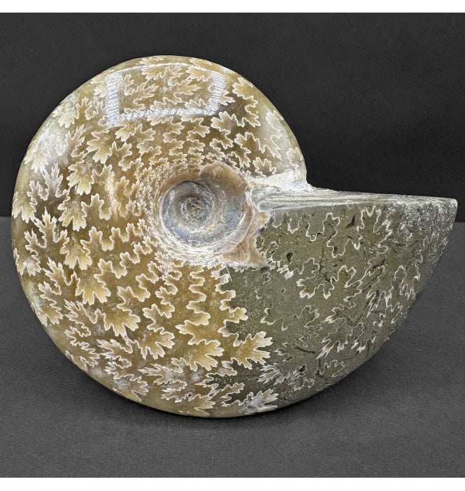 Calcite Albian Middle Cretaceous Ammonite from Madagascar (SKU A4444):- Cleoniceras besairiei