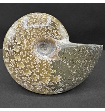 Calcite Albian Middle Cretaceous Ammonite from Madagascar (SKU A4444):- Cleoniceras besairiei