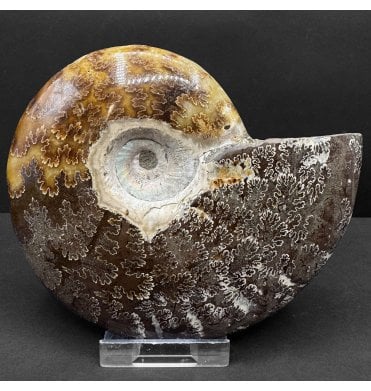 Calcite, Albian, Middle Cretaceous Ammonite from Madagascar (SKU A4726):- Cleoniceras besairiei