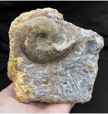 Callovian Middle Jurassic Ammonite from Gloucestershire, England (SKU A2043):- Sigaloceras calloviense