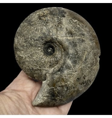 Callovian Middle Jurassic Ammonite from Gloucestershire, England (SKU A2561):- Sigaloceras calloviense