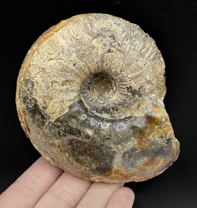 Callovian, Middle Jurassic Ammonite from Gloucestershire, England (SKU A2964):- Sigaloceras calloviense
