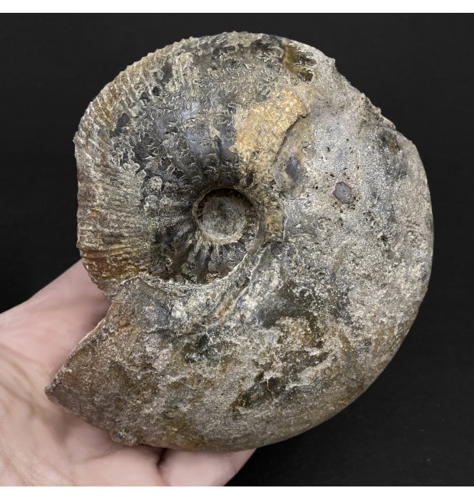 Callovian, Middle Jurassic Ammonite from Gloucestershire, England (SKU A3227):- Sigaloceras calloviense