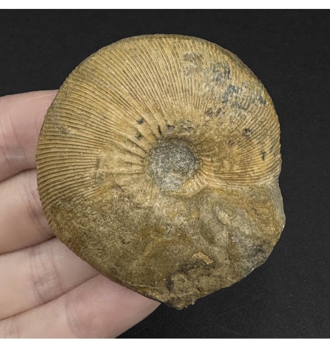 Callovian Middle Jurassic Ammonite from Gloucestershire, England (SKU A3344):- Sigaloceras cf. micans