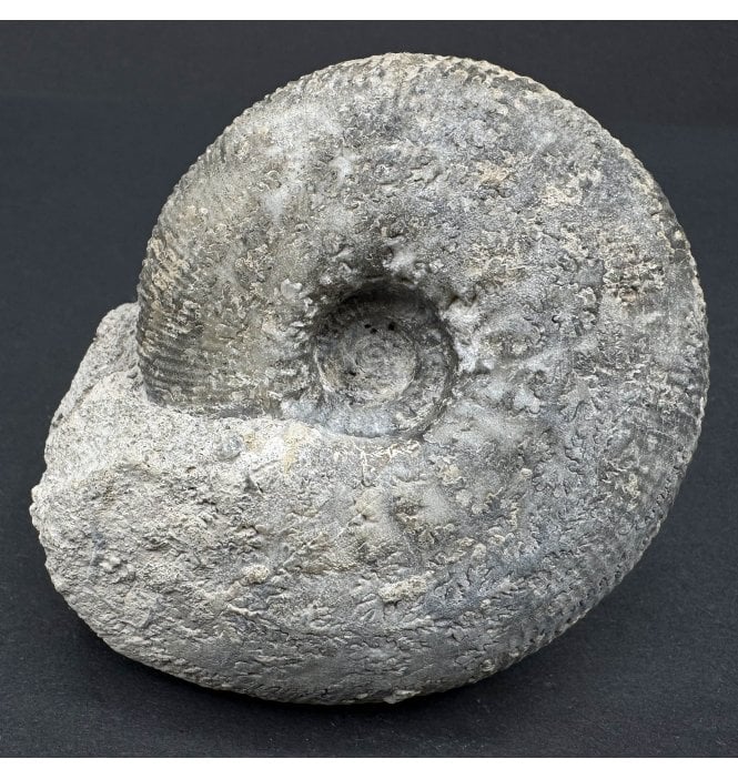 Callovian, Middle Jurassic Ammonite from Gloucestershire, England (SKU A4043):- Sigaloceras calloviense