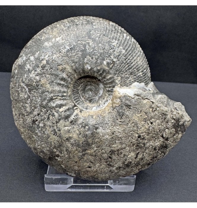 Callovian, Middle Jurassic Ammonite from Gloucestershire, England (SKU A4398):- Sigaloceras calloviense