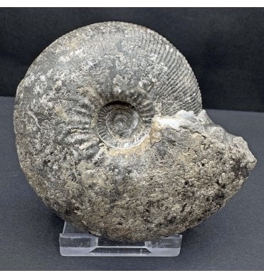 Callovian, Middle Jurassic Ammonite from Gloucestershire, England (SKU A4398):- Sigaloceras calloviense