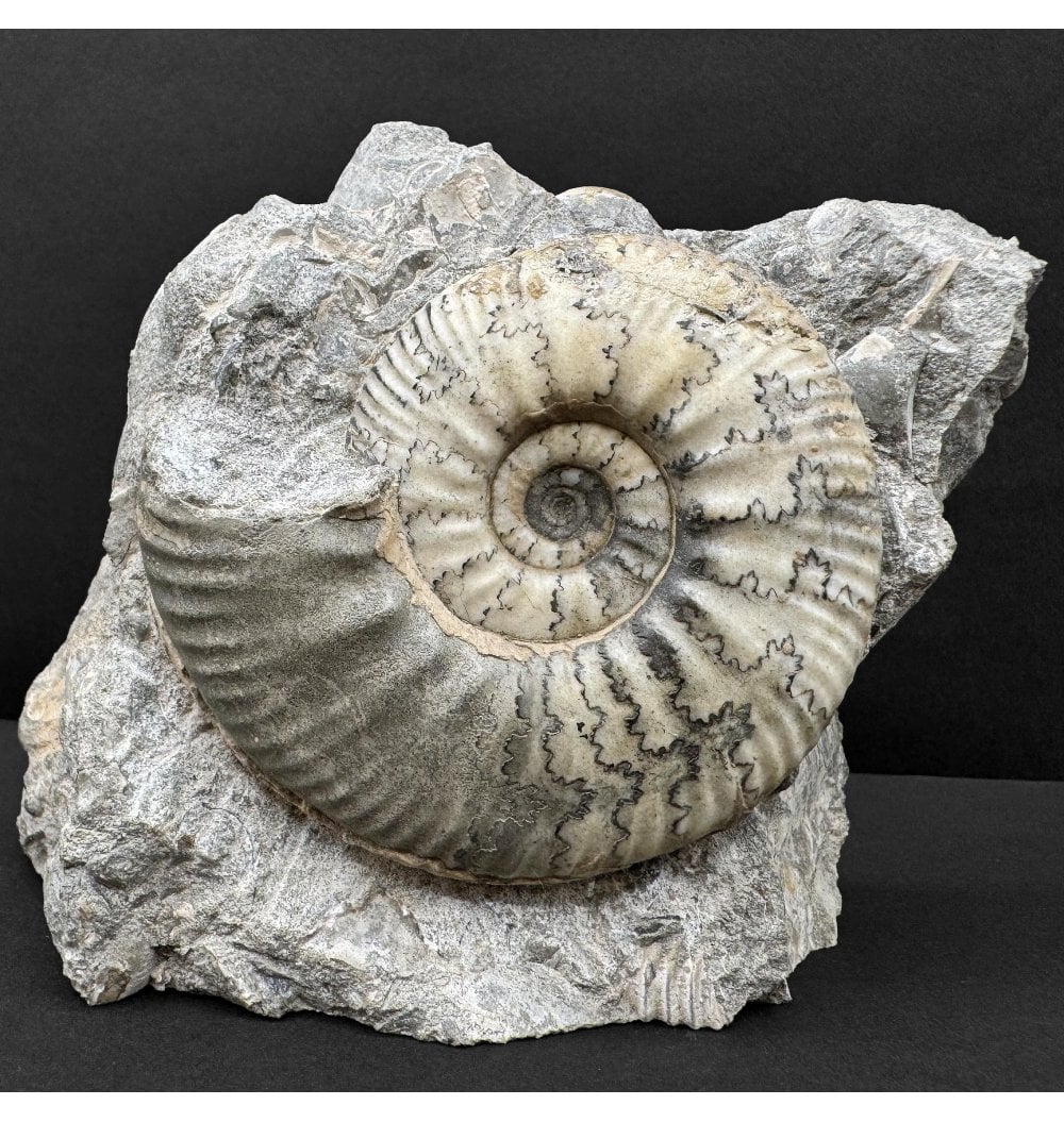 Fossils For Sale | Fossils-UK.com | Callovian, Middle Jurassic Ammonite ...