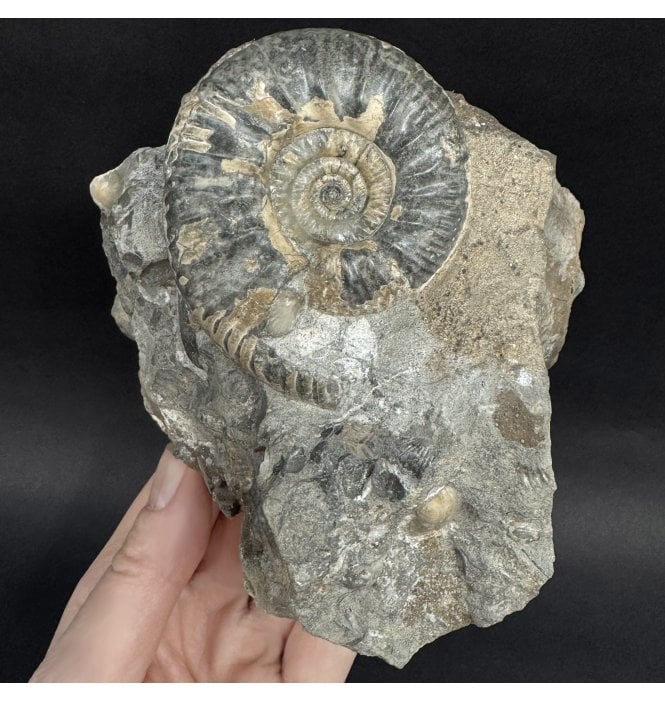 Callovian, Middle Jurassic Ammonite from Gloucestershire, England (SKU A4995):- Proplanulites konegi