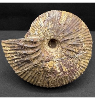 Callovian, Middle Jurassic Ammonite from Madagascar (SKU A4416):- Dolikephalites sp..