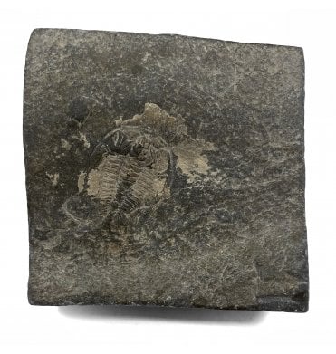 Cambrian Trilobite from China (SKU T1113):- Redlichia chinensis